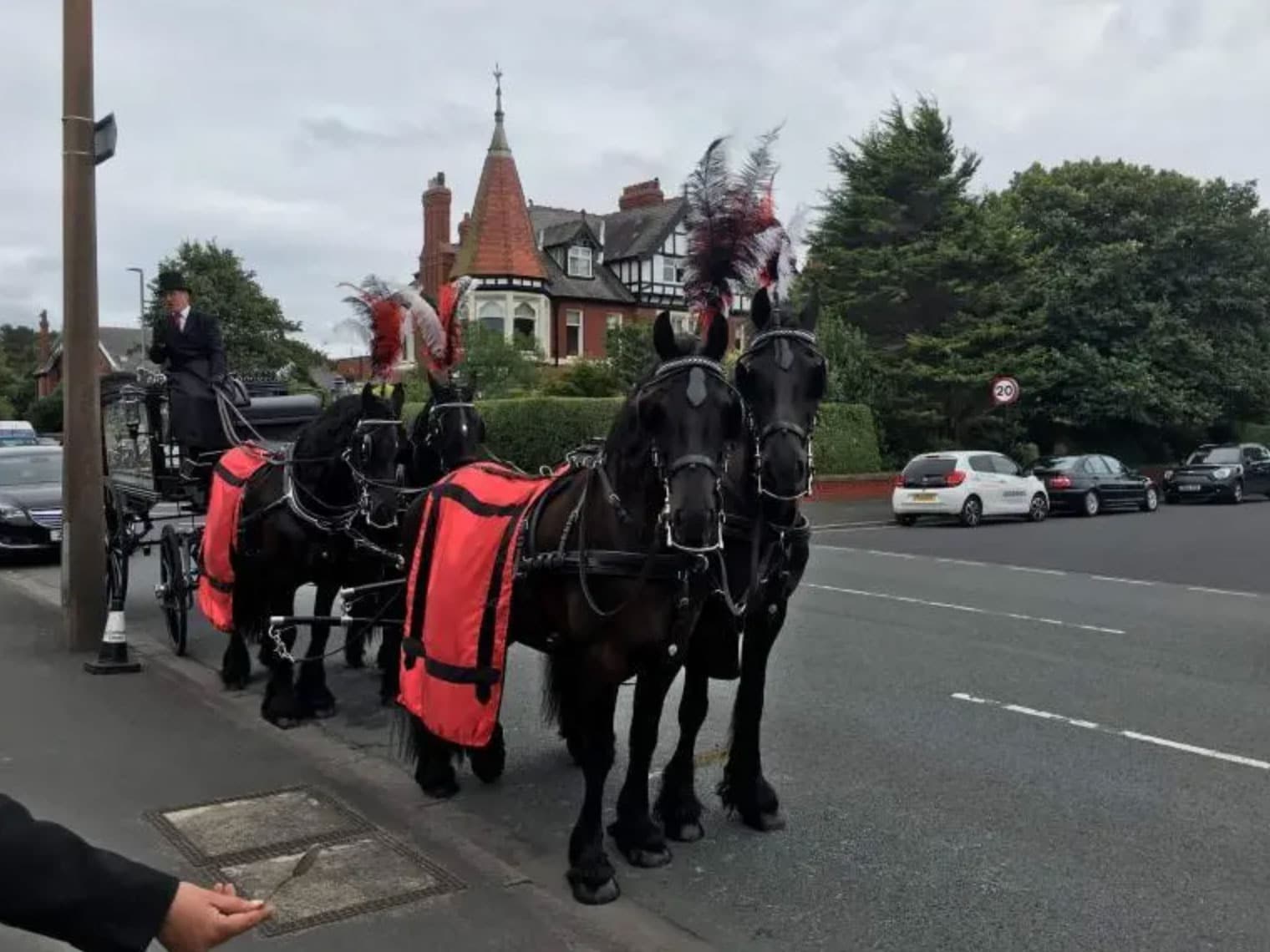 horse for funeral